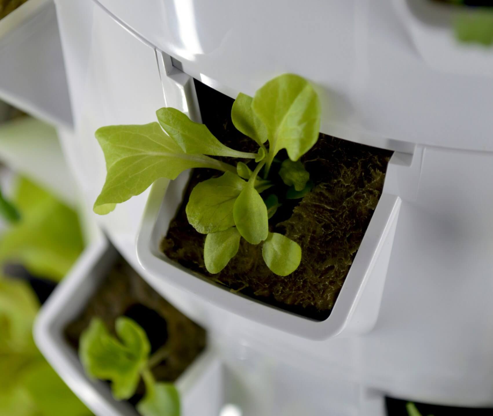 Close-up of young green leafy vegetable seedlings growing in a white indoor vertical aeroponic grow tower.