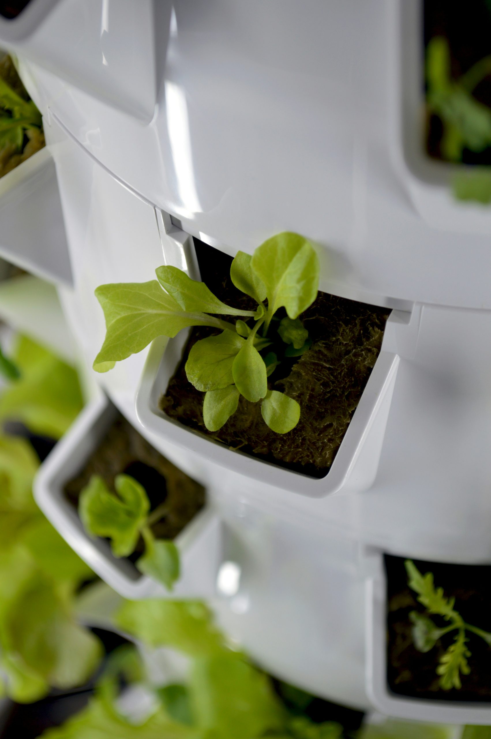 Aeroponics vs Aquaponics vs Soil South Africa